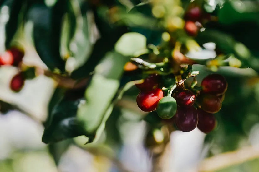 The image shows red and green coffee cherries on a branch, representing different stages of ripeness in coffee production.